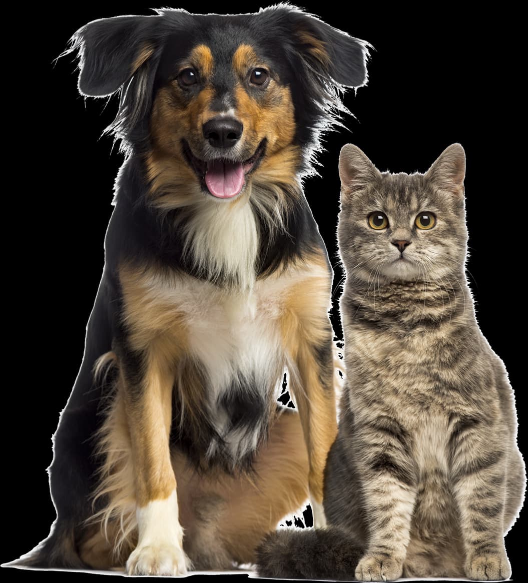 Dog and Cat